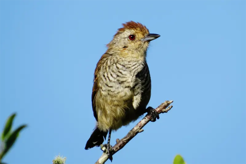 AVES